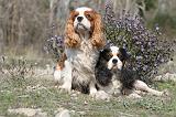 CAVALIER KING CHARLES 223